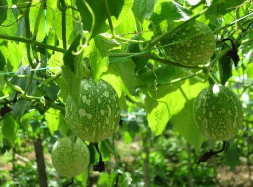 钓瓜怎么吃,解锁夏日清新口感 第3张 钓瓜怎么吃,解锁夏日清新口感 第3张